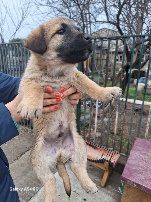 მეტისი აღმაშენებლის ხეივანი დაცვის პოლიციის დეპარტამენტი