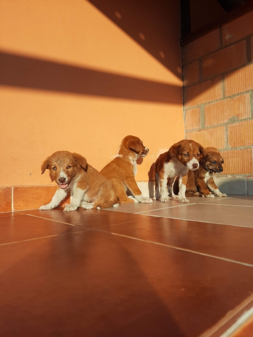 მეტისი უსახელო