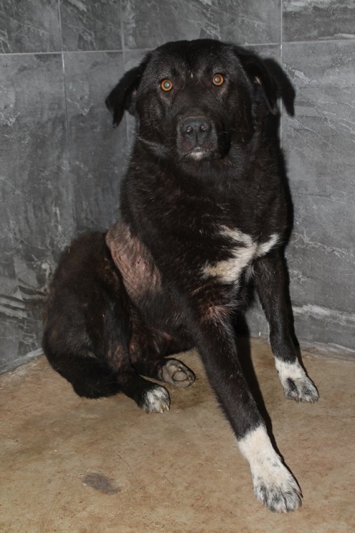 მეტისი უსახელო