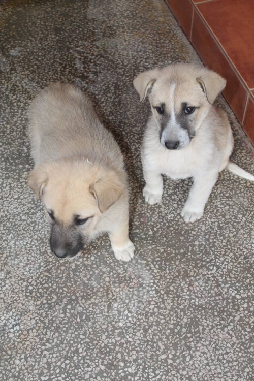 მეტისის ლეკვები უსახელო