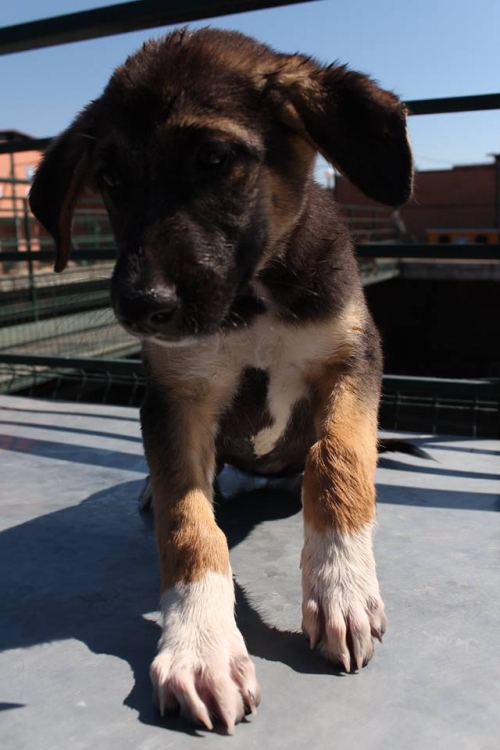 მეტისი უსახელო