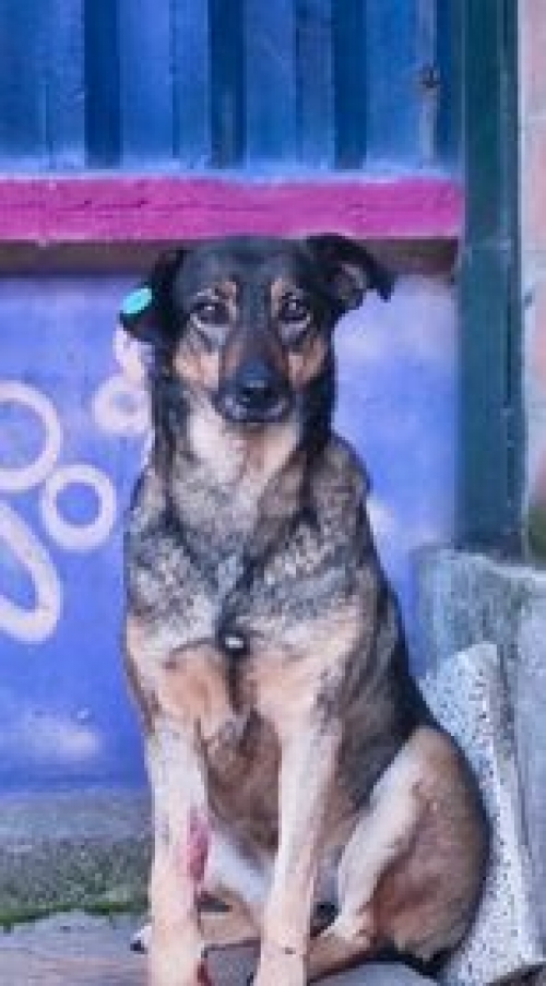 მეტისი დაბა კოჯორი