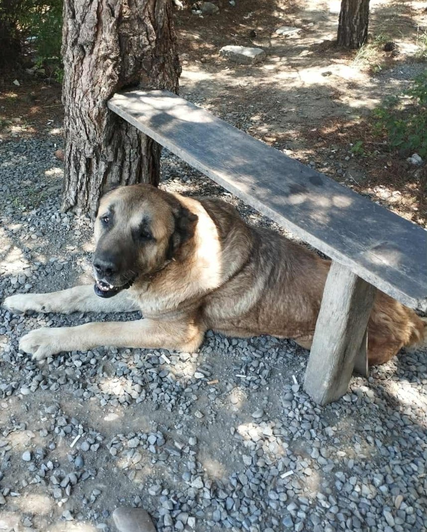 ქართული ნაგაზი. ლოჭინი