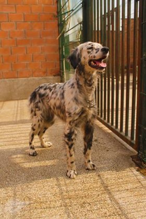 სეტერი ლედი