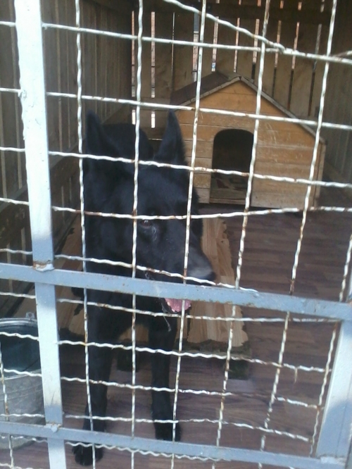 ბელგიური ნაგაზი რინგო