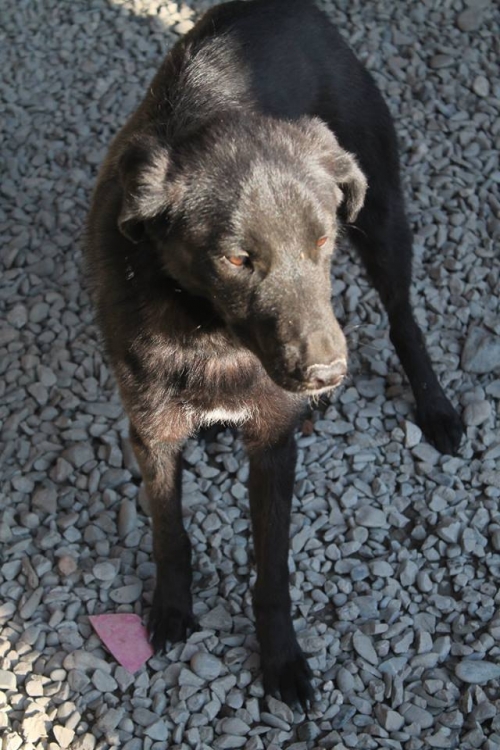 მეტისი ბობი