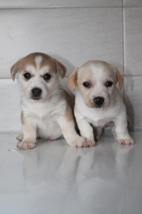 ლაბრადორის მეტისი უსახელო