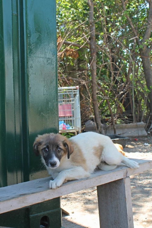 მეტისი ლედი