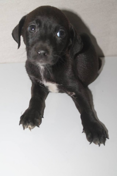 მეტისი უსახელო