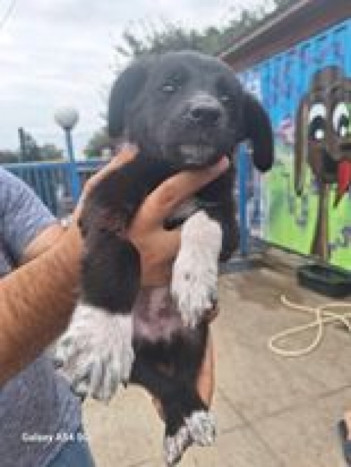 მეტისი ჟინვალი