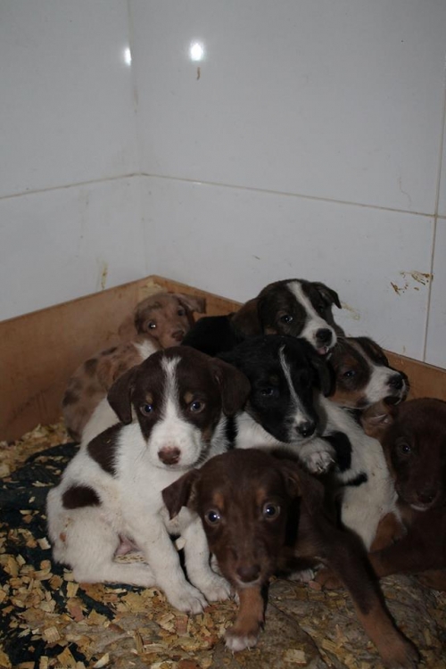 კურცხაალის მეტისი უსახელო