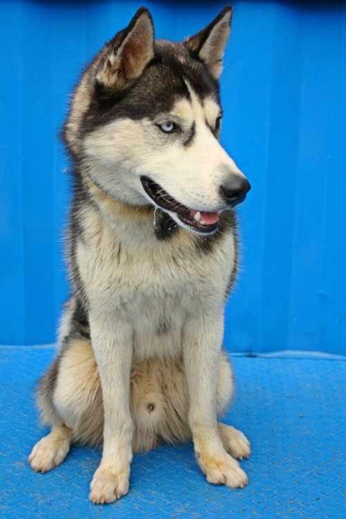 ლაიკა უსახელო