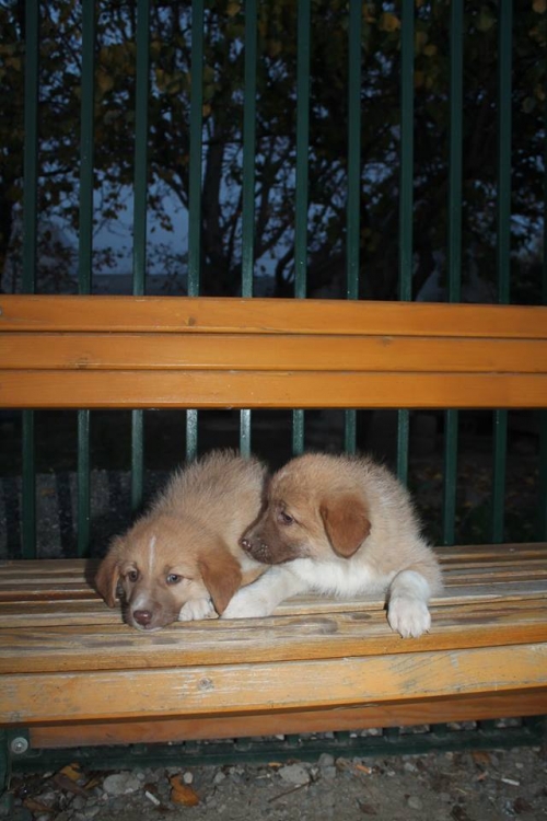 ქართული ქოფაკი უსახელო