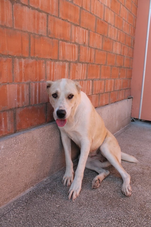 ქართული ნაგაზი უსახელო