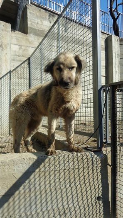 ქართული ქოფაკი უსახელო