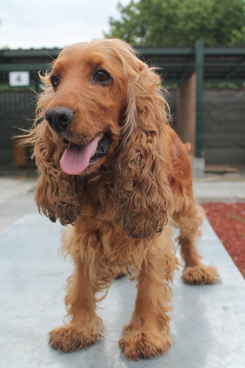 კოკერსპანიელი კოკი