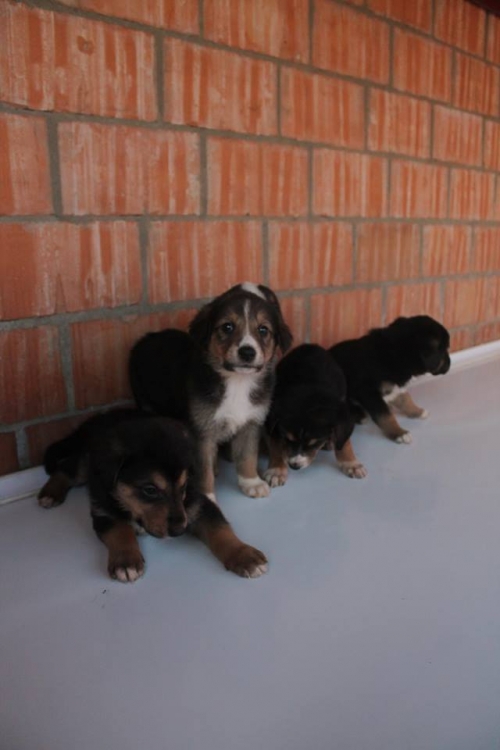 ქართული ქოფაკი უსახელო