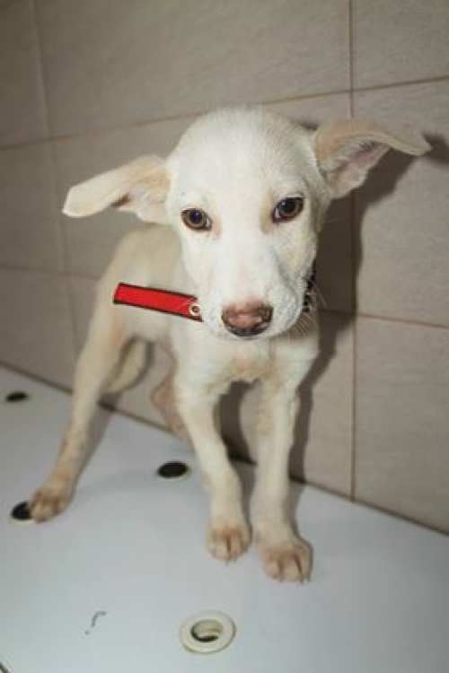 მეტისი უსახელო