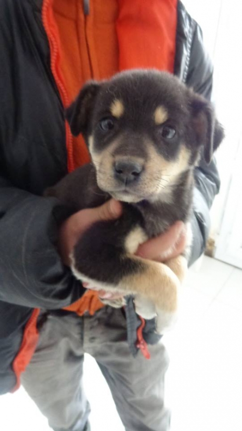 მეტისი ბობო