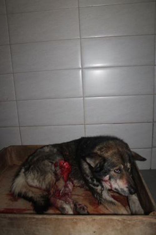 მეტისი უსახელო