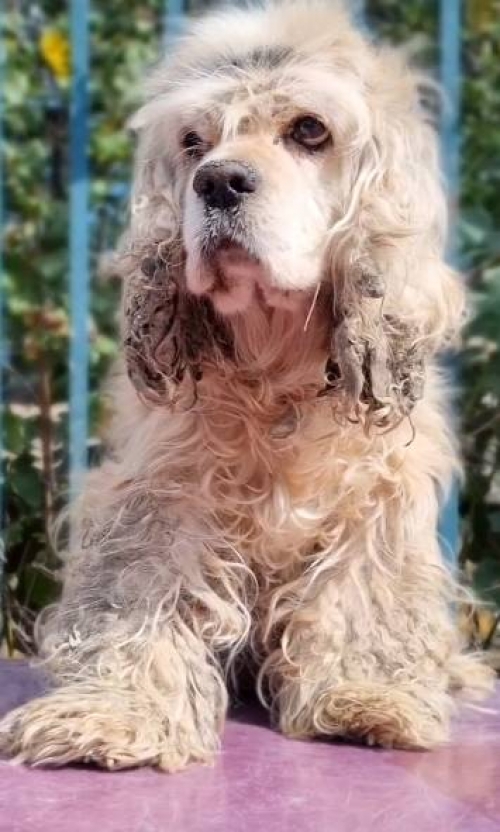 კოკერსპანიელი ნაპოვნია კაეროს მე 3 ქუჩაზე