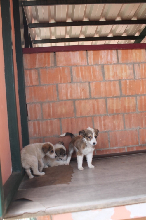 მეტისი უსახელო