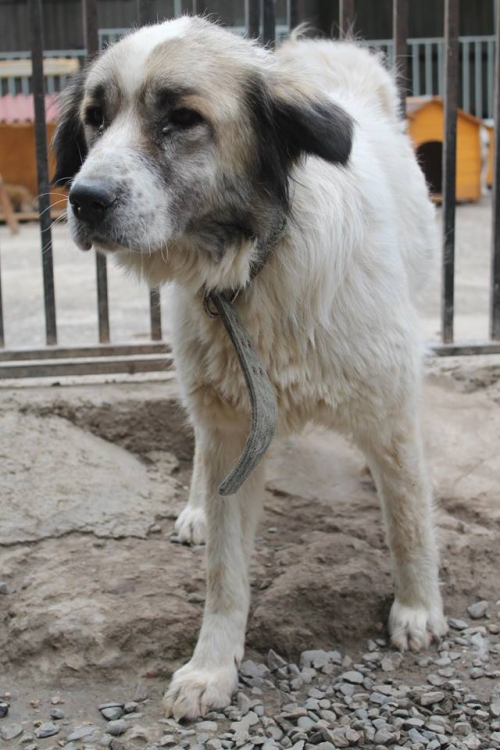 მეტისი ბარდღა