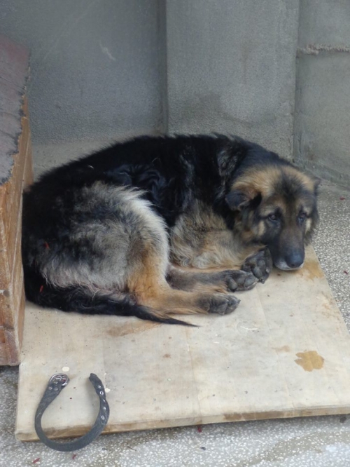 მეტისი უცნობი