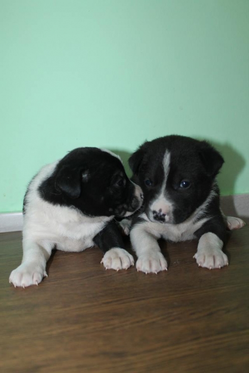 მეტისის ლეკვები უსახელო