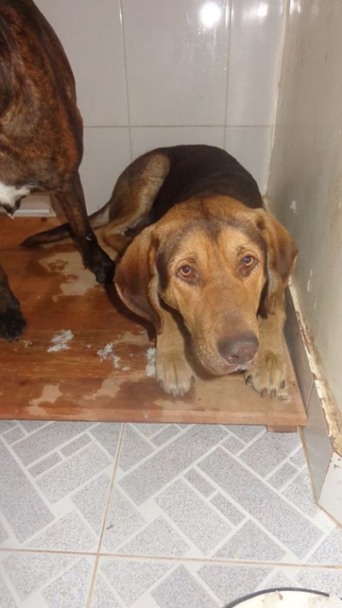 გონჩი არჩი