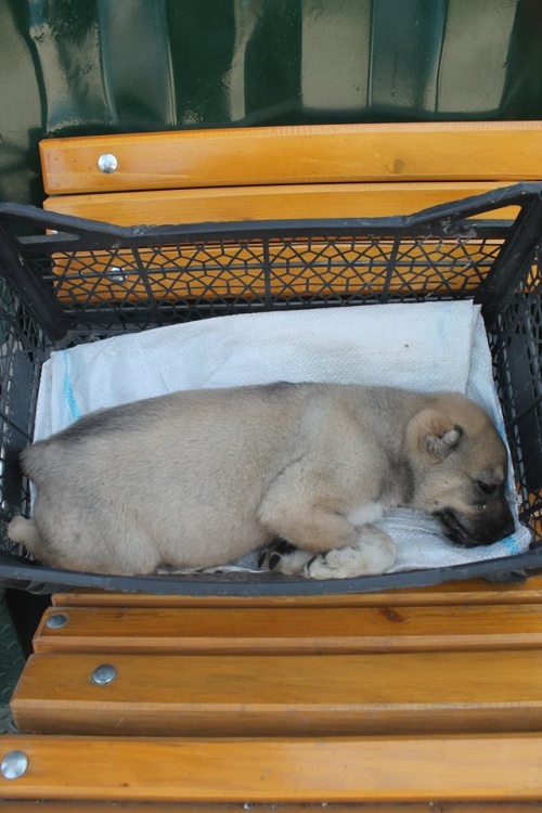 ქართული ნაგაზი უსახელო