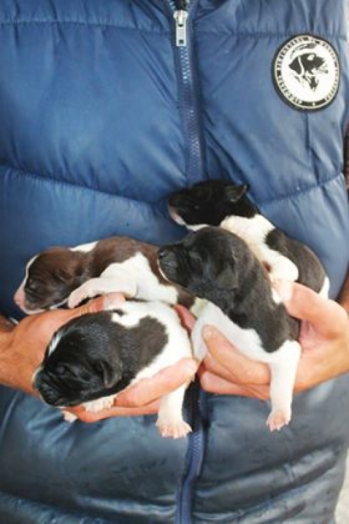 მეტისის ლეკვები უსახელო