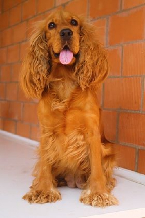 კოკერსპანიელი უსახელო