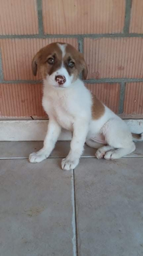 მეტისი უსახელო