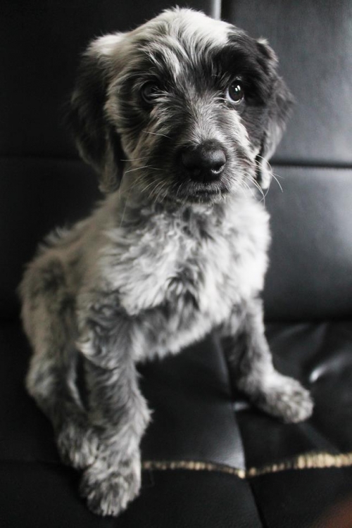 დრათხარის მეტისი ტობი