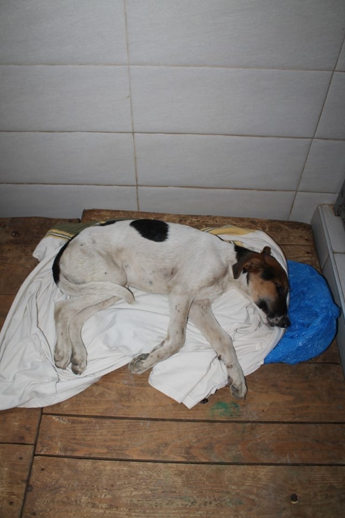 მეტისი მალიშ