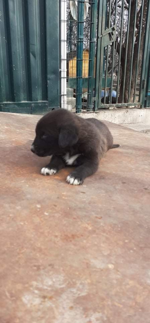 მეტისი უსახელო