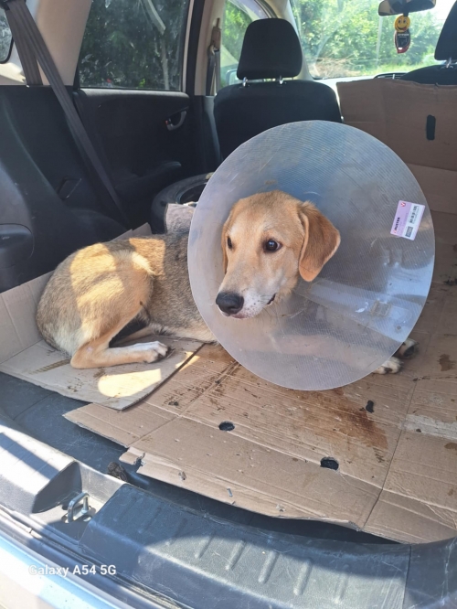 მეტისი ვაჟაფშაველა რუსთავი ორი შენობა