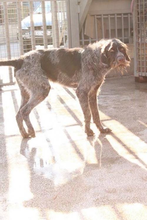 დრათხარი უსახელო