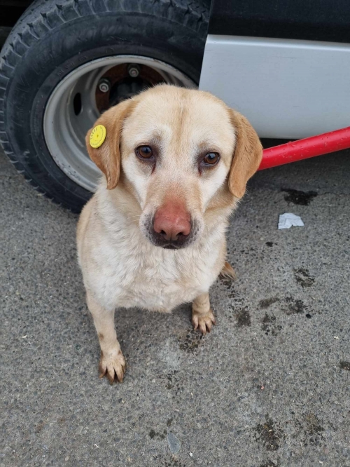 მეტისი გადმოყვანილია მუნიციპალური თავშესაფრიდან