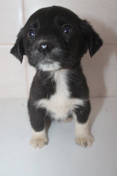 მეტისი უსახელო