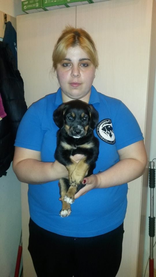 ლაბრადორის მეტისი უსახელო