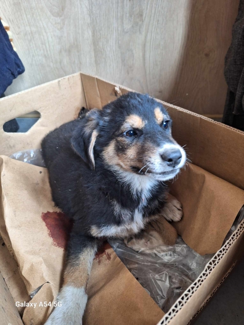 მეტისი ვაშლიჯვარი ,,ესტაკადასთან იპოვეს,,