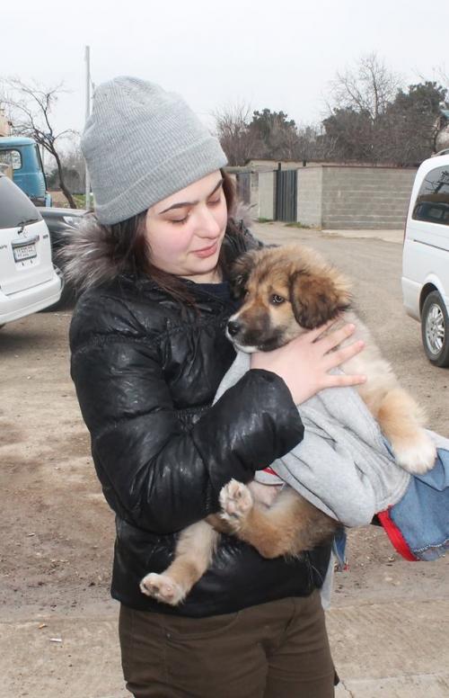 ქართული ქოფაკი ჯესი