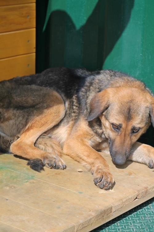 მეტისი დოფი