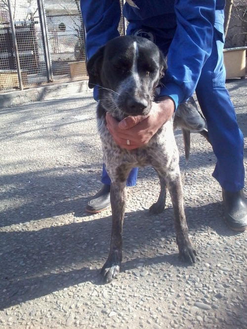 მეტისი ლესი