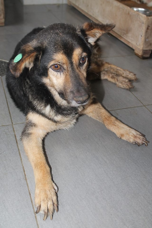 მეტისი ჯიმი