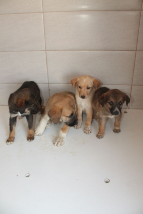 მეტისი უსახელო