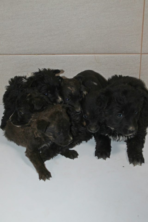 მეტისის ლეკვები უსახელო