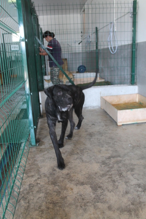 კანე კორსო ტობი